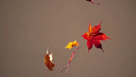 Video captures autumn leaves gently falling from above, showcasing vibrant colors against a neutral