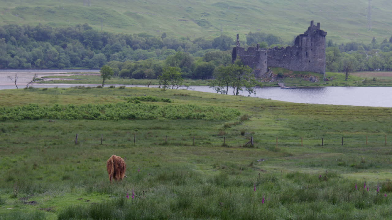 Plano extralargo de gado das Highlands pastando em um campo em Kilchurn, perto do Castelo de Kilchurn no Loch Awe