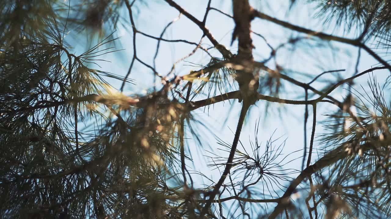 parece una rama de roble pero no lo es.