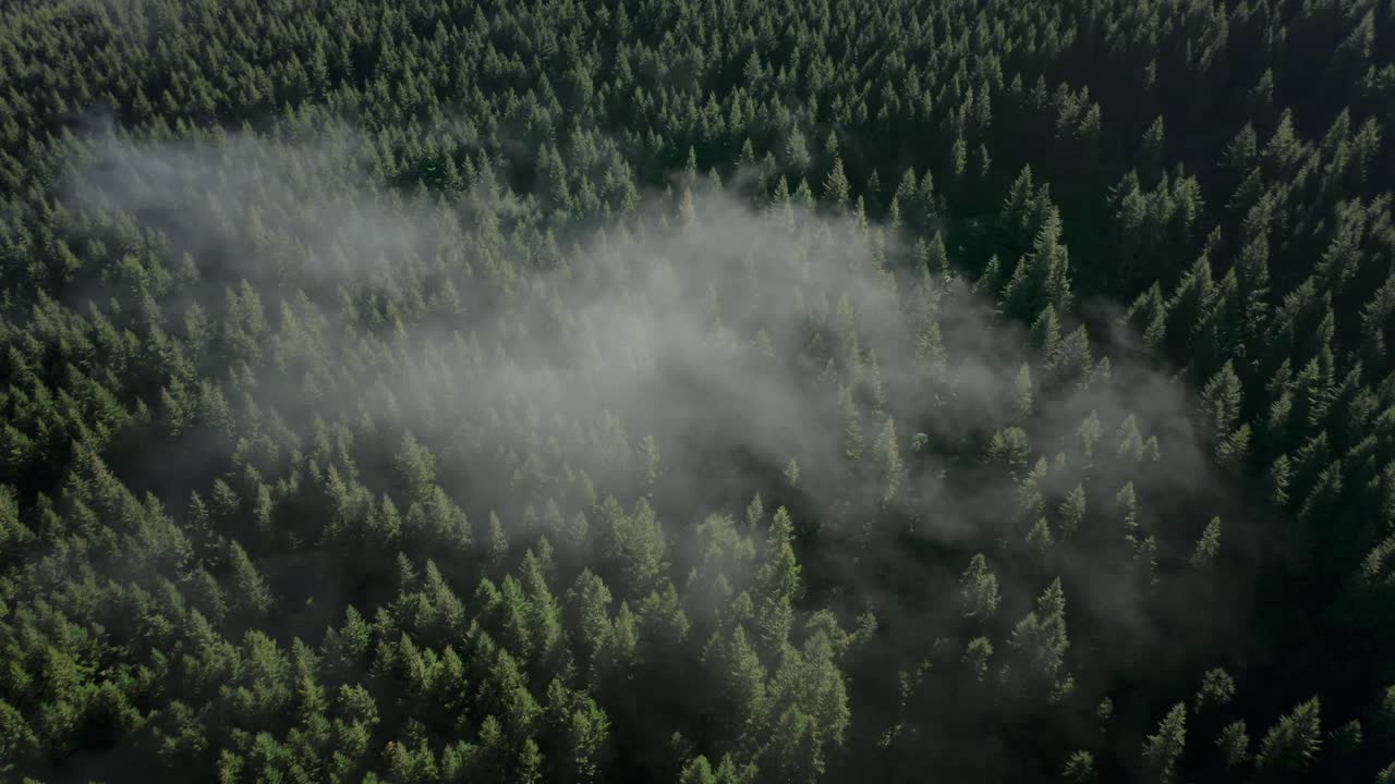 Abbassandosi verso una foresta sempreverde illuminata dal sole con una leggera foschia, vista aerea