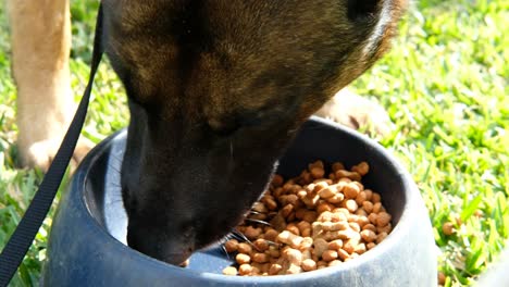 dog eating dog food from a dogs plate