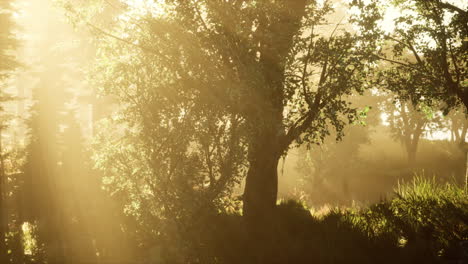 Sonnenaufgang-In-Einem-Nebligen-Nadelwald