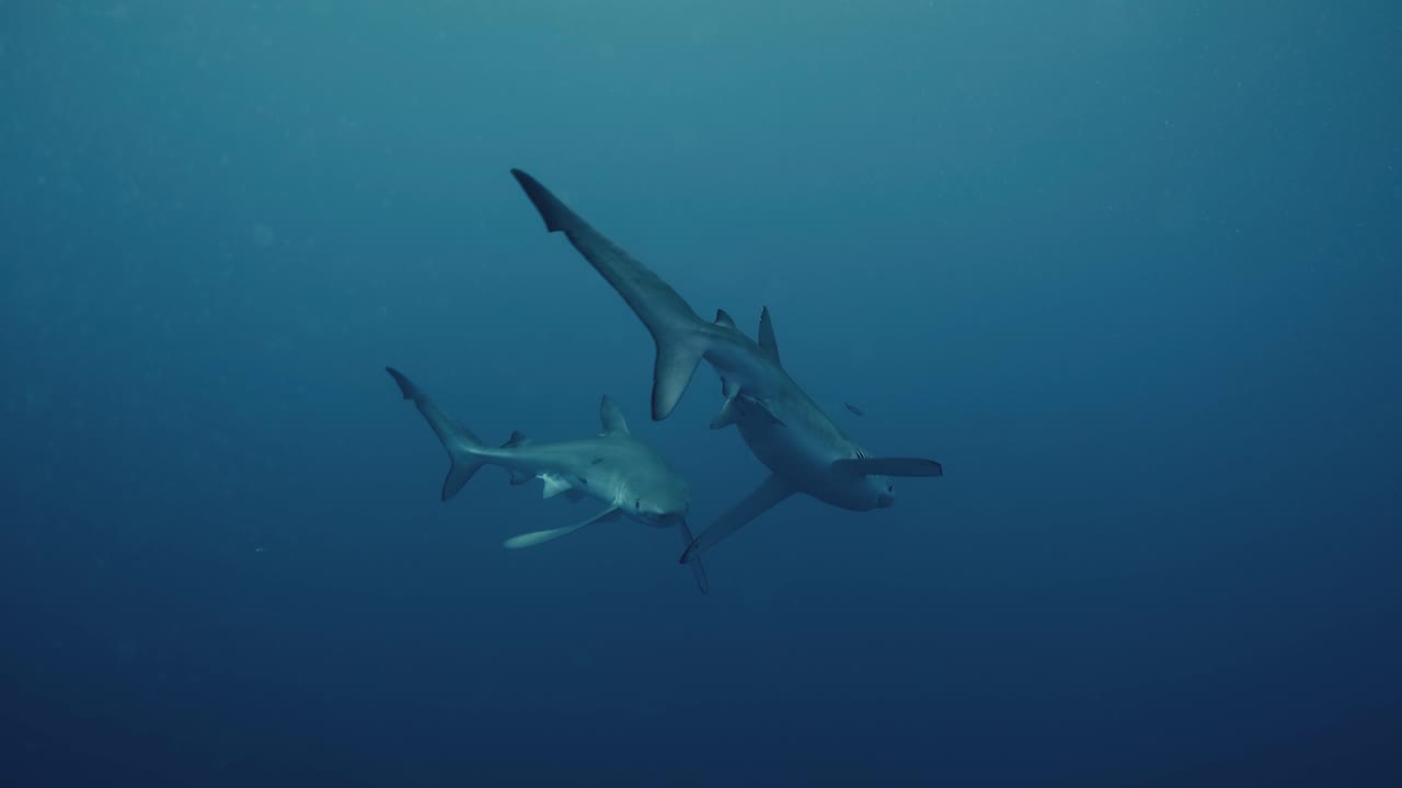 슬로우 모션으로 대서양에서 함께 수영하는 두 개의 파란 상어