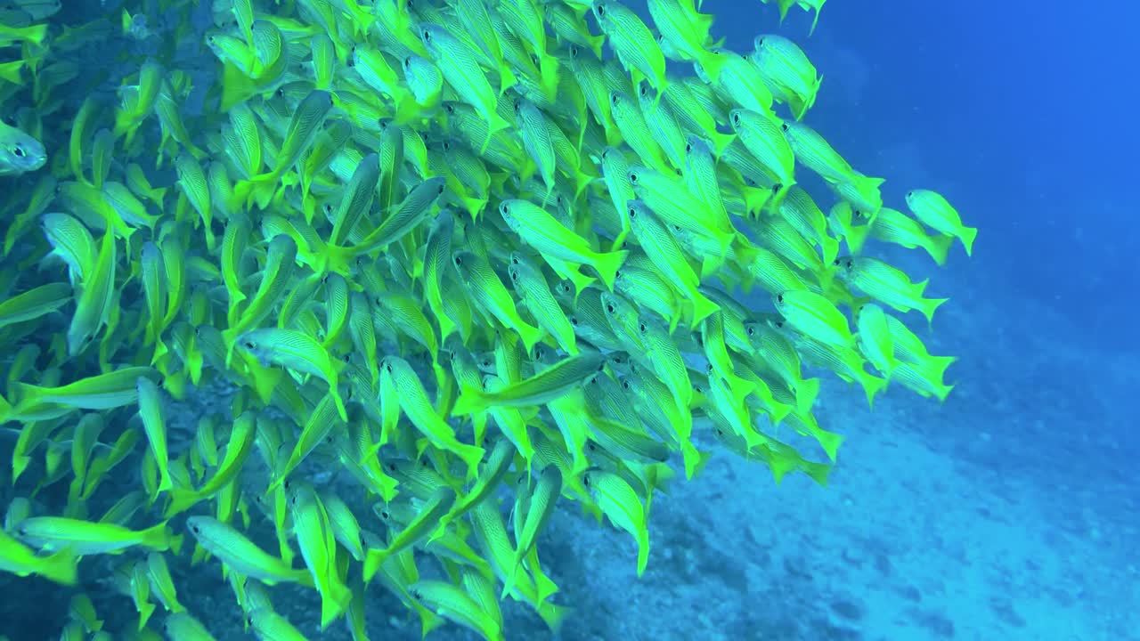 A dense school of yellow bluestripe snapper swims gracefully over a deep tropical reef