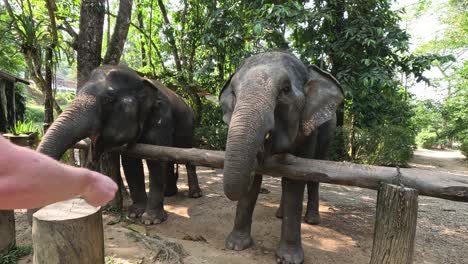 persona que alimenta a un elefante joven con cuidado