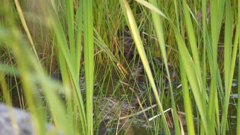 los patos reales nadan detrás de la caña y la hierba del mar