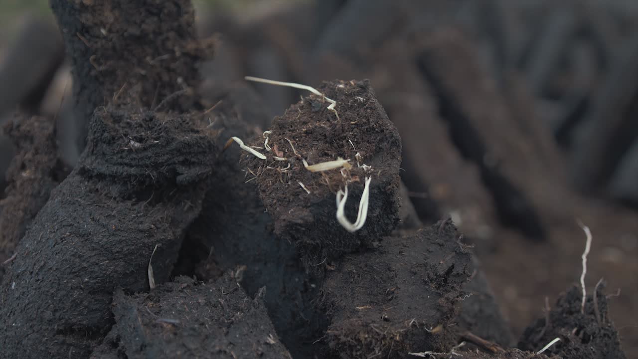 늪지 아일랜드에서 잔디 건조의 클로즈업