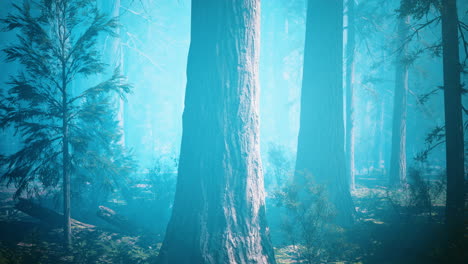 giant sequoias in the giant forest grove in the sequoia national park
