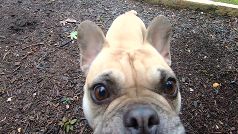 a blonde little french bulldog checks out the video camera