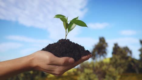 cerca de barro de tierra negra con un brote de árbol en la mano del agricultor en el bosque