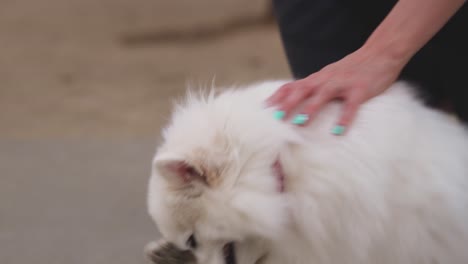 beautiful furry fuzzy happy white alaskan american eskimo dog panting and barking as it is getting petted affectionately