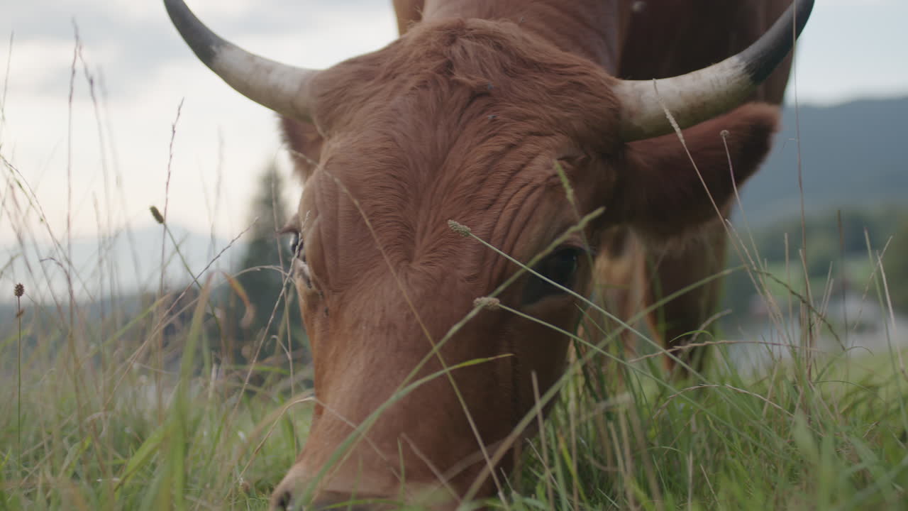 Cow grazing on grass in Bavaria, captured in close-up, calm and peaceful vibe