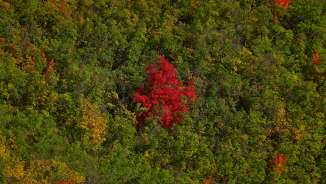 árbol de caída roja en medio del follaje verde en el bosque