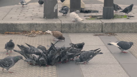 zoom-out shot of gray pigeons pecking at a piece of bread on a crosswalk in france