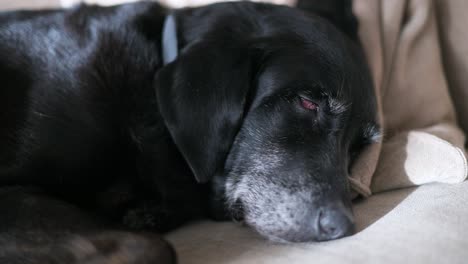 a senior black dog naps on a couch