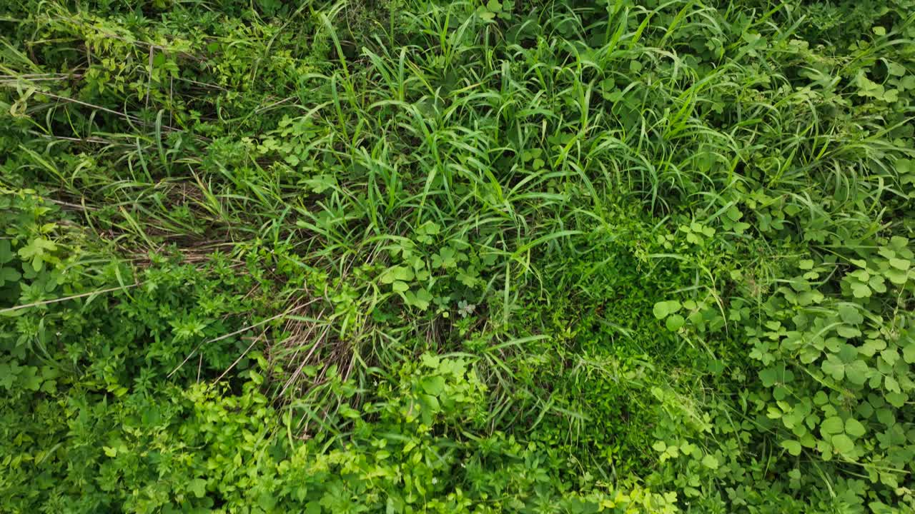revelación aérea de la puesta de sol sobre la bahía móvil cerca de fairhope, alabama