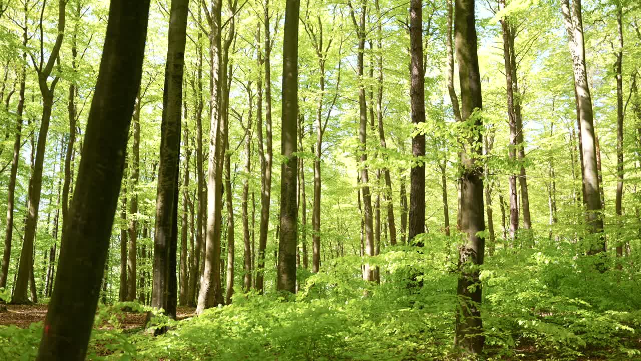 Lush summer forest with vibrant green leaves and warm dappled sunlight
