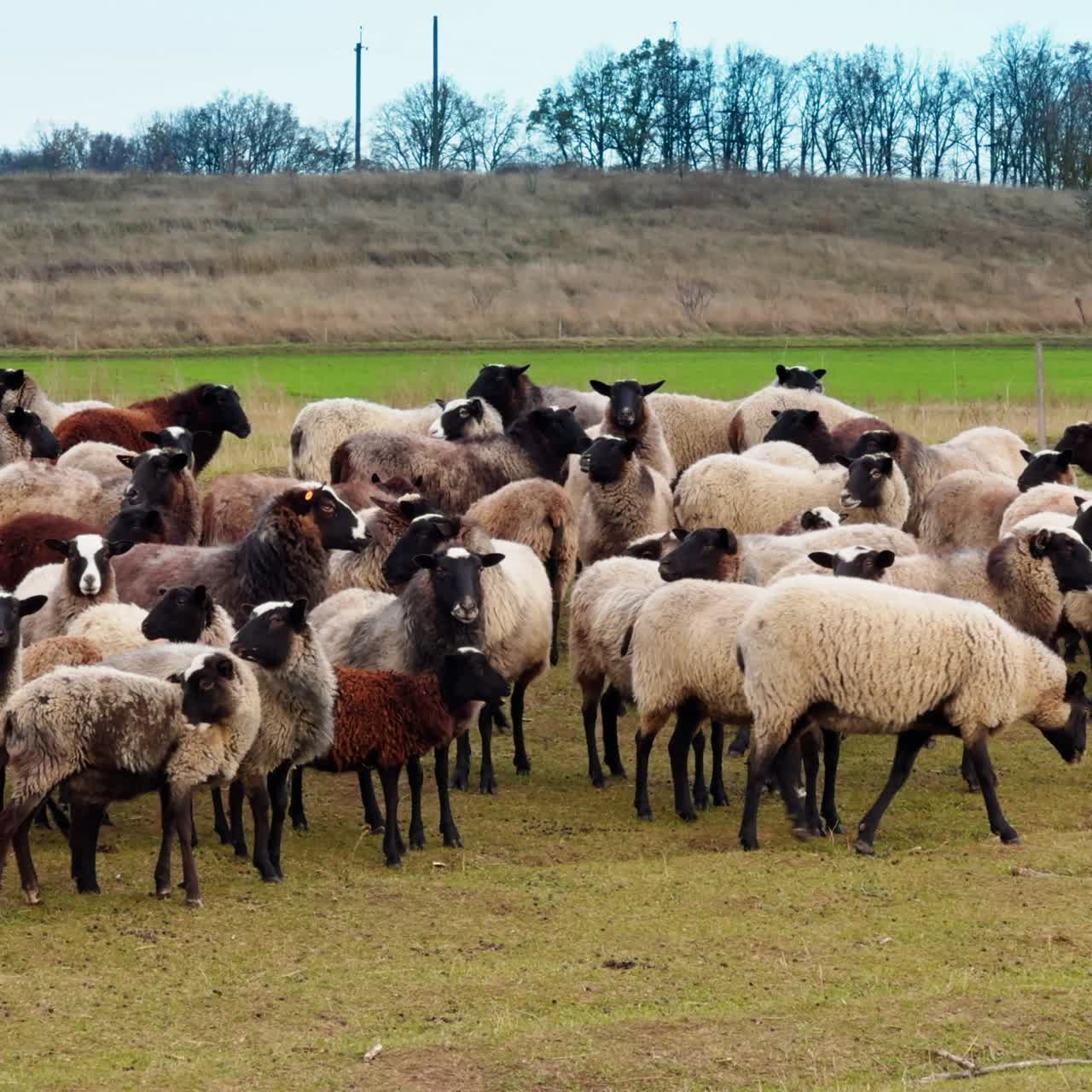 Grande gregge di pecore pelose con muso e zampe neri. Piccola azienda agricola in campagna