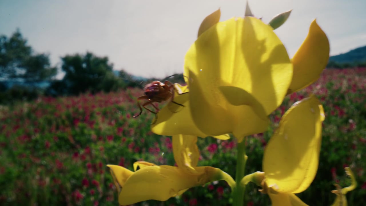 Närbild på gula blommor på ett fält