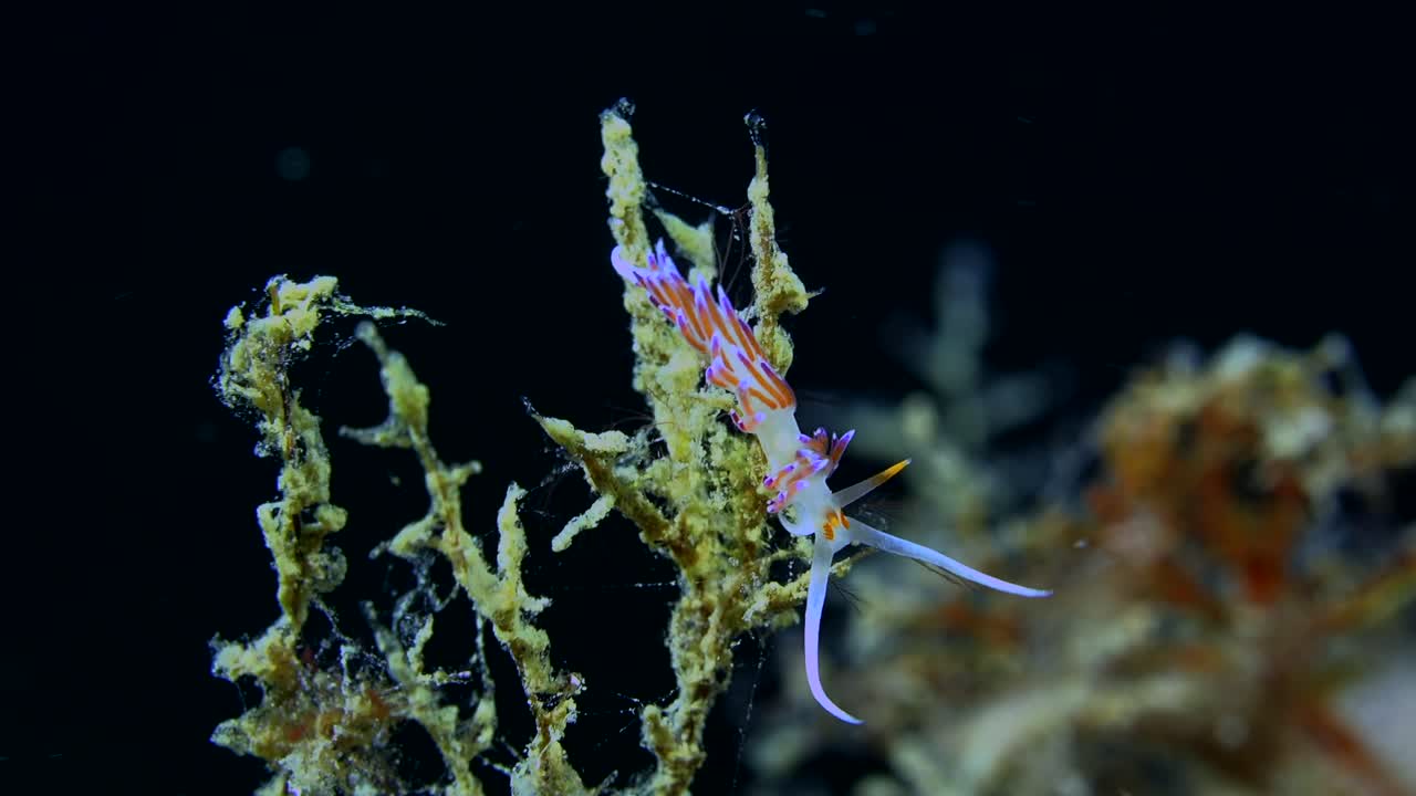 Flabellina Nudibranch on algae in front of black background in Mediterranean Sea