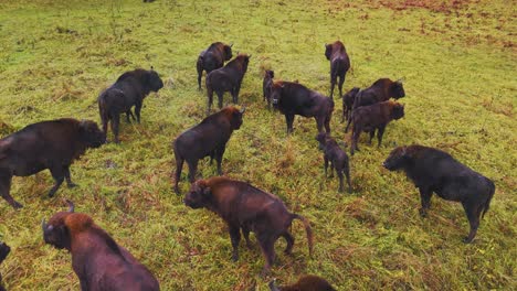 european bison herd in a grassland