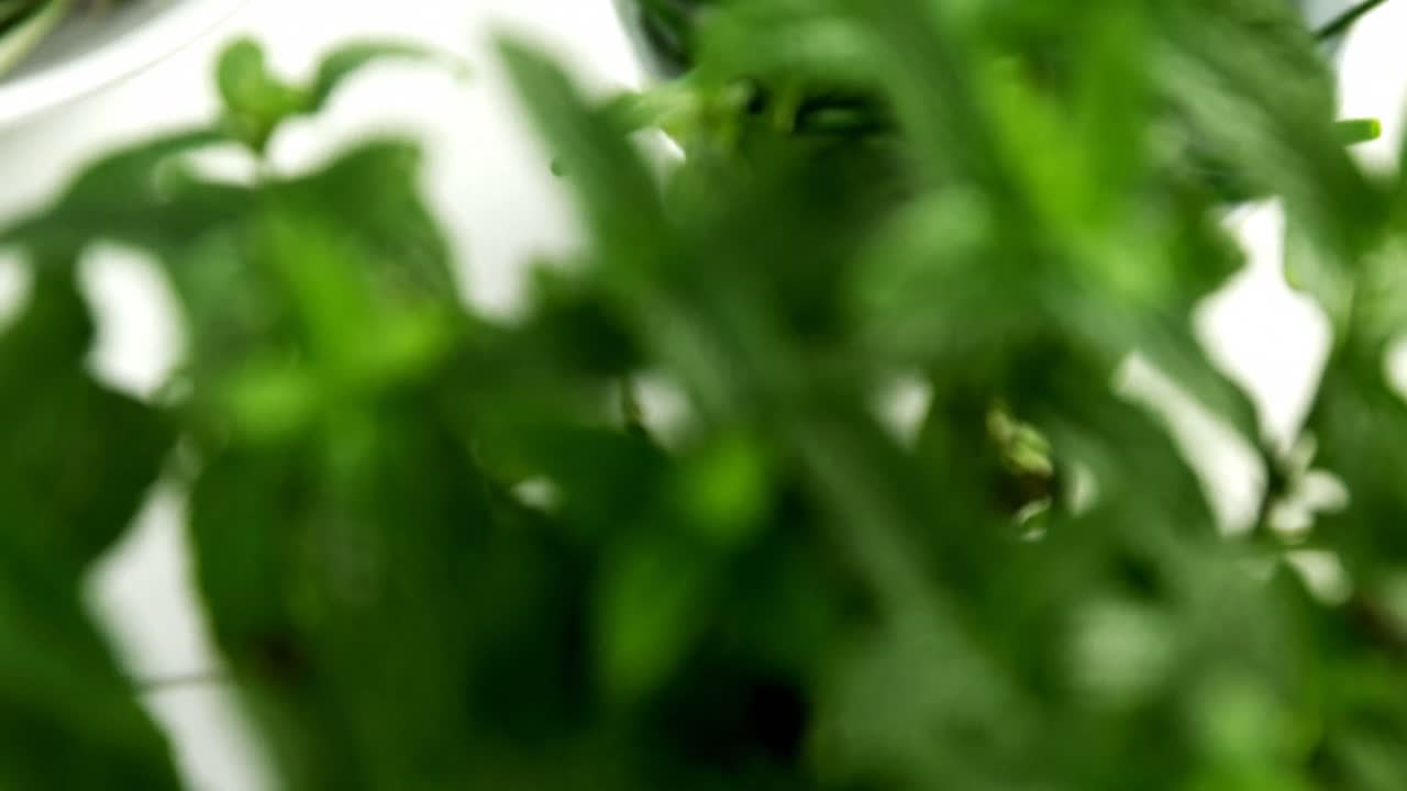 различные травы в миске 4к