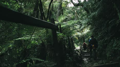 vea a un grupo de hombres embarcarse en una aventura a través del impresionante bosque canadiense