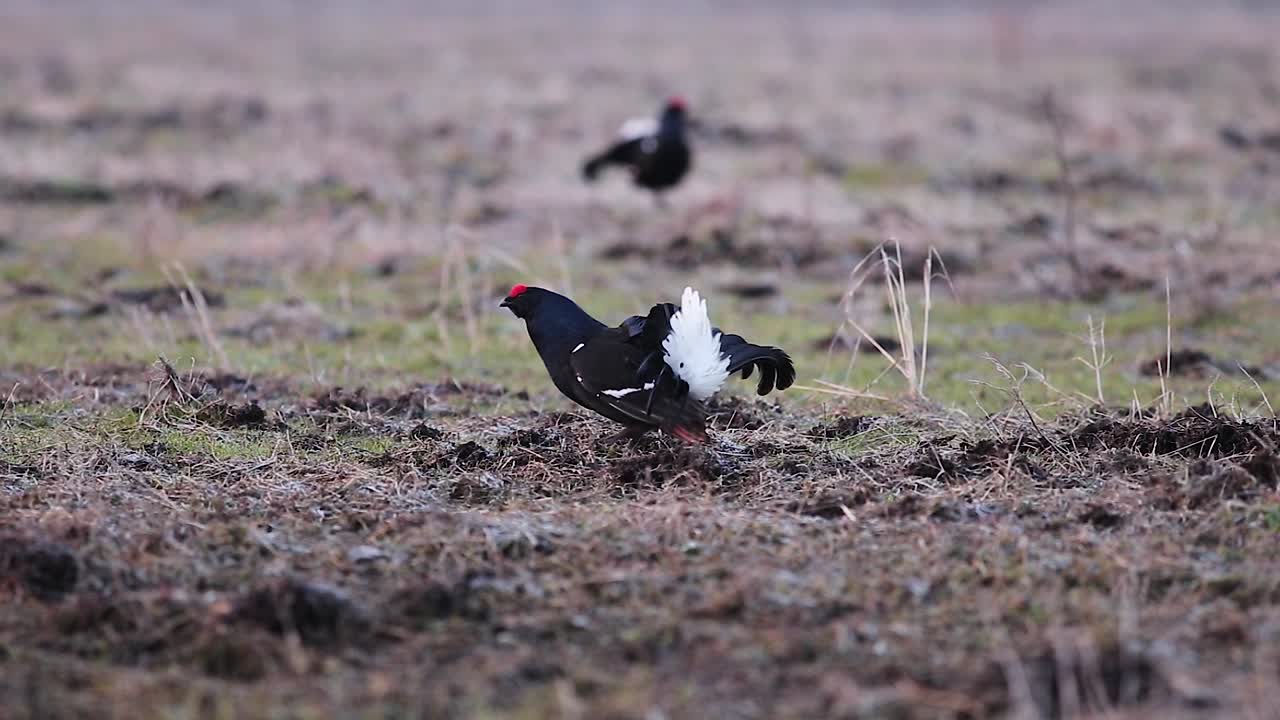 이른 아침에 검은 뇌조 사육 레크 싸움