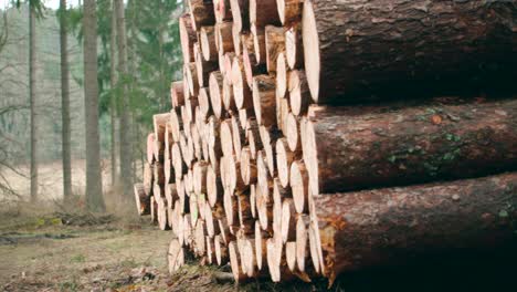 primer plano panorámico de pila de troncos cortados en el bosque