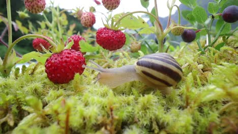 el caracol en primer plano, mirando las fresas rojas