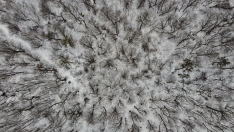 Aerial-forest-view-in-cold-season