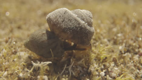 close up of underwater sea creatures