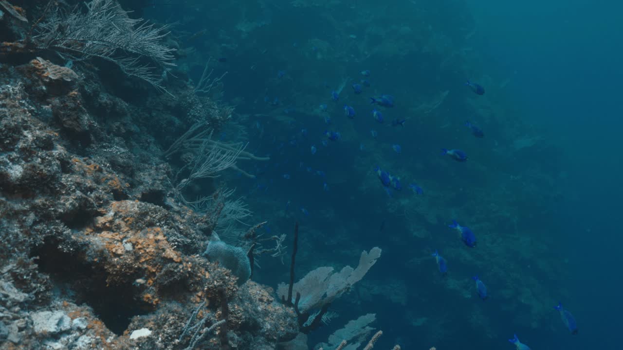 School of Tang Fish Swimming Close to a Vibrant Coral Reef — Graceful Tropical Surgeonfish Moving Through Scenic Underwater Habitat — Filmed in Stunning 4K 60 FPS for Stock Footage