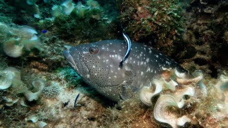 Grouper-with-white-and-black-spots-sits-in-algae-seaweed-mat-forest-on-coral-slowly-to-swim-and-rise-Mauritius