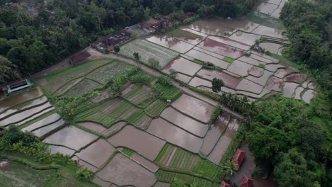 los campos de arroz inundados con agua antes de plantar en bali, indonesia