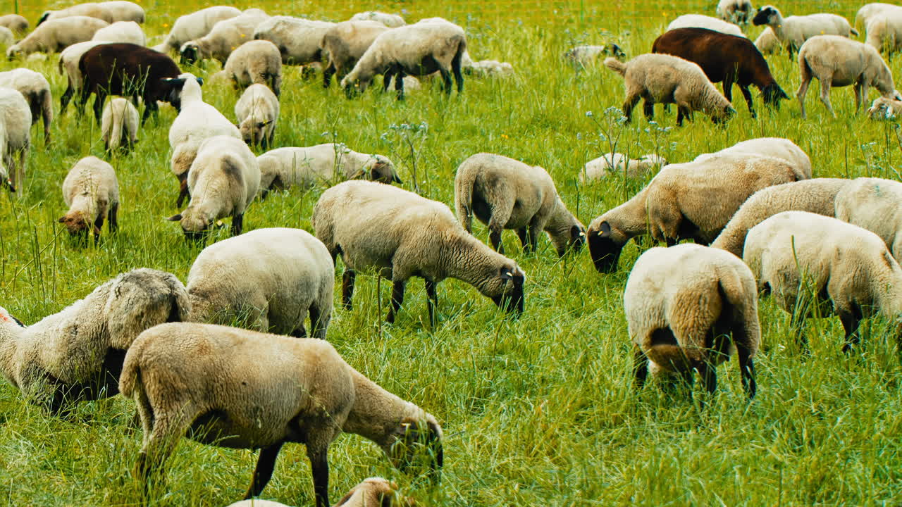 A lot of sheep graze contentedly on lush green grass on a sunny day. Perfect for commercials, documentaries, or nature-related projects