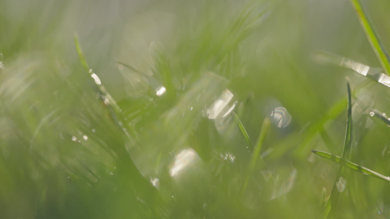 Close-up of dewy grass in the morning sun