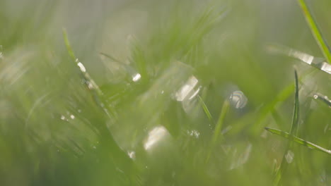 close-up of dewy grass in the morning sun