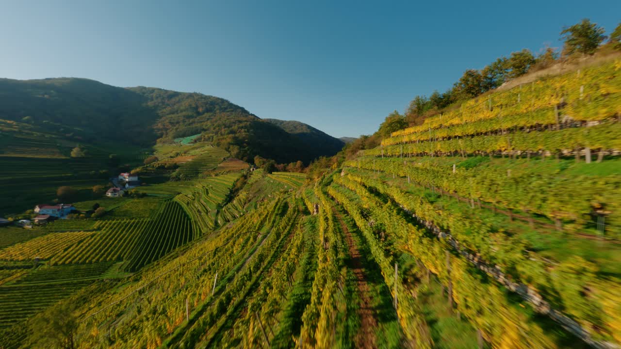 FPV drone soaring along yellow vineyards in the wachau valley during autumn season