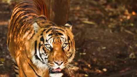 tiger walking and observing surroundings in zoo