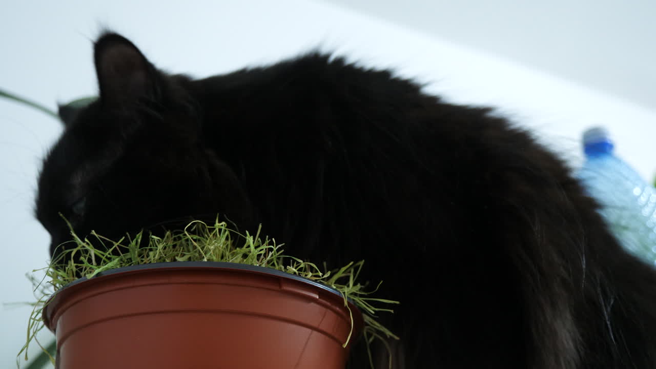 Black cat eating grass from a flower pot