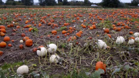 wide panning shot of pumpkins growing in a farmers field