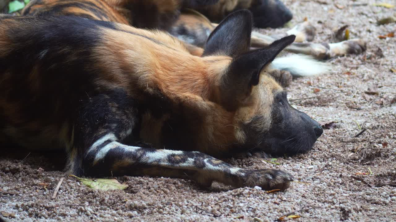 Close up shot of an African painted dog (Lycaon pictus) pack resting