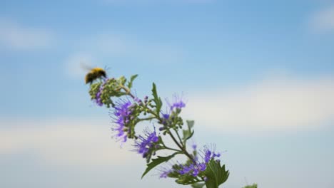 Una-Abeja-Recogiendo-Polen-Bajo-Un-Viento-Poderoso-Con-Fondo-Azul-En-Cámara-Lenta-En-Francia,-Flor-Morada