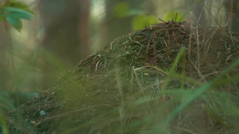 wild forest ant nest in meditative green ground meadow grass in countryside.