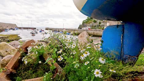 daisies near a docked boat in dysart, scotland