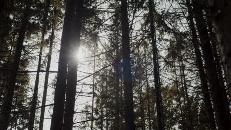 Bäume-Mit-Sonnenlicht-Im-Wald