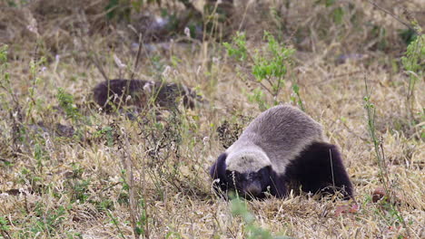 Tejón-De-Miel-Adulto-Cavando-En-Busca-De-Comida-En-La-Sabana-Arbolada,-Cámara-Lenta