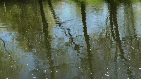 El-Flujo-De-Agua-Contaminada-De-Los-Canales-De-Canalización-Contamina-La-Naturaleza