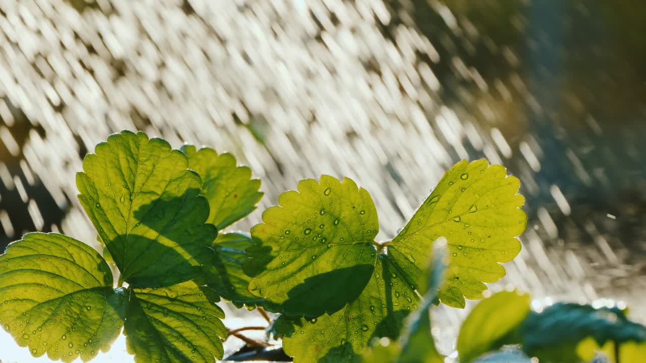 Water the strawberry sprouts, water drops fall on the green leaves
